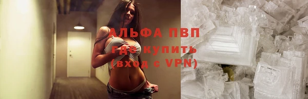 прущие грибы Пересвет